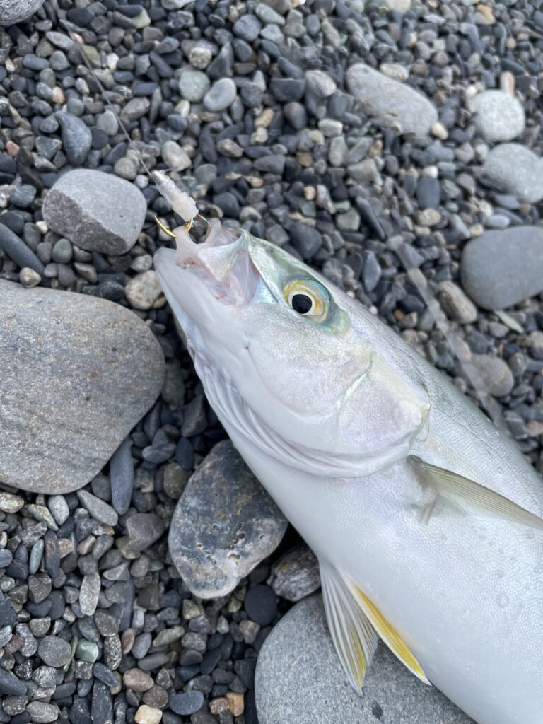 ジグサビキ 土佐カブラのライトショアジギングでのおすすめの使い方