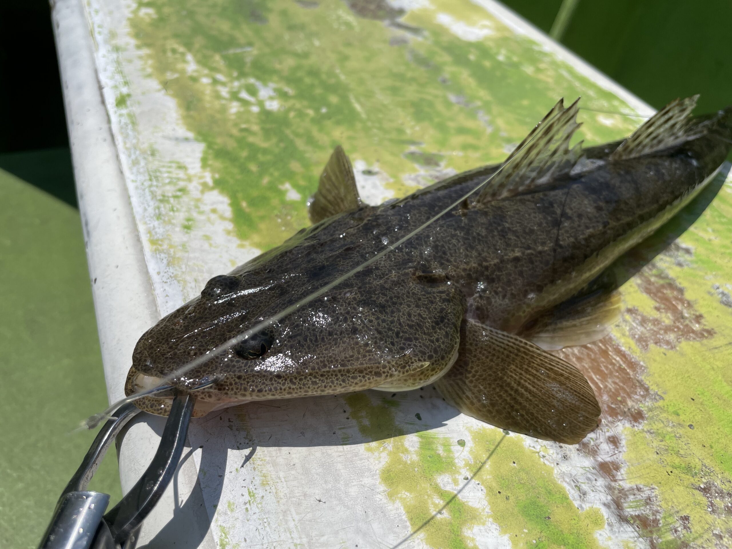 マゴチリベンジ ルアーで釣れなければ餌で釣れ 22 5 23 あうどあ